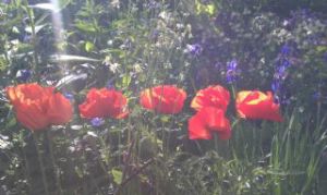 helpx bergen homestay2