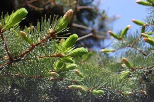 spruce tips
