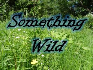something wild