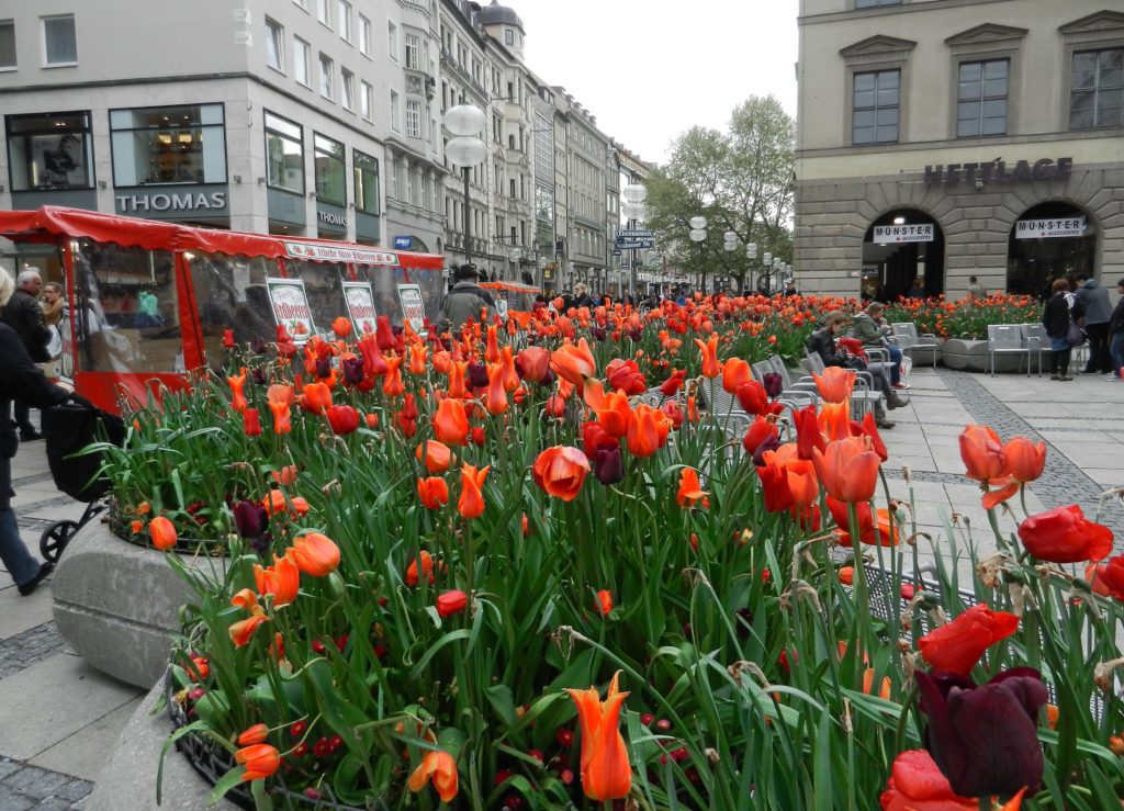 munich-tulips