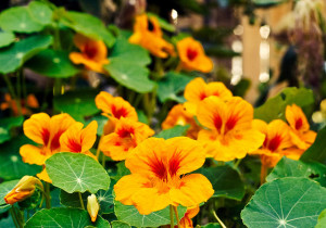 nasturtium
