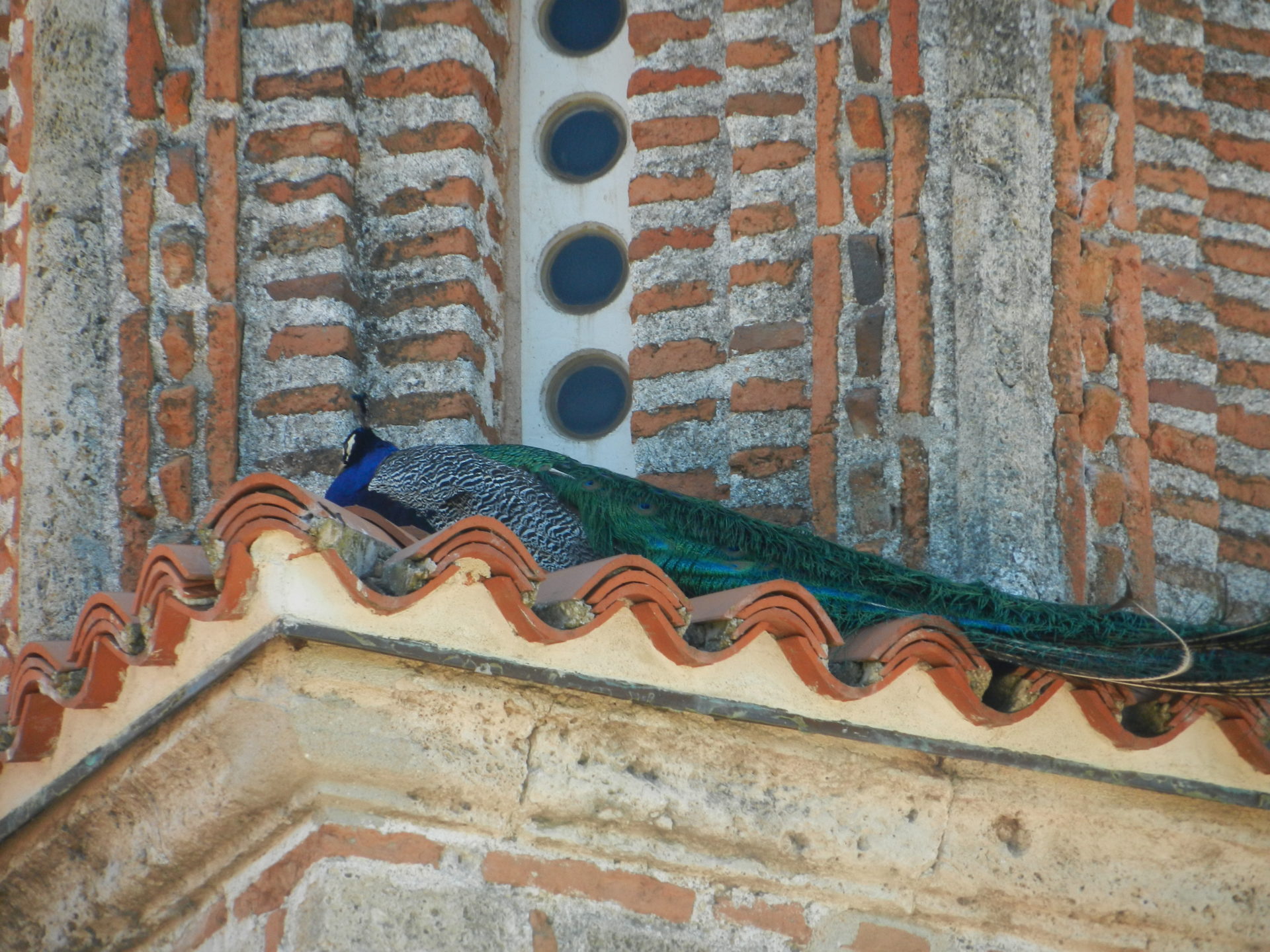 A peacock on the roof of St. Naum Monastery, Ohrid, Macedonia